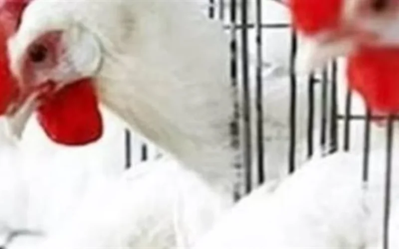 أسعار الفراخ البيضاء تسجل مستويات جديدة داخل المزارع خلال تعاملات اليوم